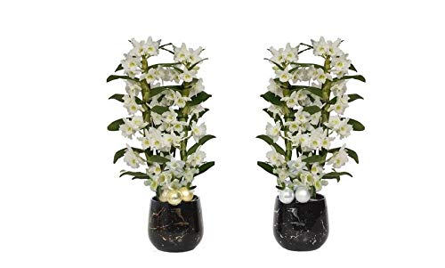 Bianco brillante in abbondanza, un'orchidea di classe. Due pannocchie di fiori.