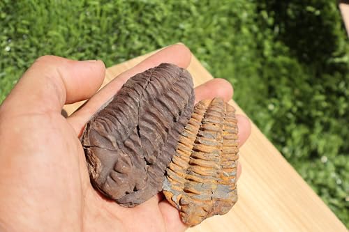Image of 2PCS Calymene Trilobites Flexicalymene Ordovician Fossil Trilobites Fossil for Kids A10
