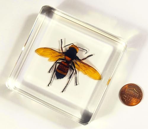 Image of 2.9 inch Real Asian Giant Hornet w /Open Wings in Square Crystal Clear Lucite Resin Specimen Preserved Taxidermy Collection for Biology Science Education Desk Ornament Display Supplies Paperweight