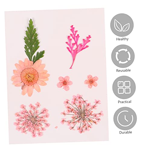 EXCEART 6 Conjuntos De Espécimes Acessórios Para Unhas Prensadas Arte Para Decorações Secas Flores D