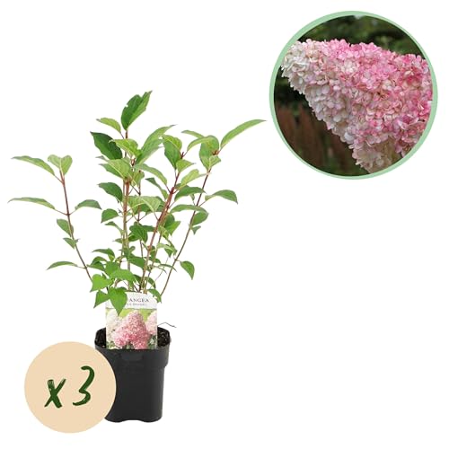 Hortensia Plume - Hydrangea panniculata Vanille Fraise - Flor Rosa Blanco - 3 Plantas 1 m2 - Caduca - Flores Grandes - 40-50cm - Ø18cm - Planta de jardín