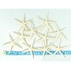 Starfish Decor - Star Fish for Craft - 10pk Real 2-3 White Sea Stars - Beach Wedding Decor - Coastal Party Decorations - Seashell Decor - Shells for Crafts - Nautical Decor - Bulk Shells for Crafts