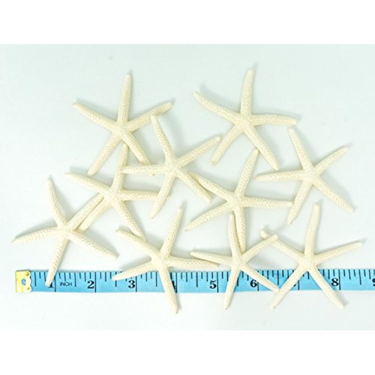 Starfish Decor - Star Fish for Craft - 10pk Real 2-3 White Sea Stars - Beach Wedding Decor - Coastal Party Decorations - Seashell Decor - Shells for Crafts - Nautical Decor - Bulk Shells for Crafts