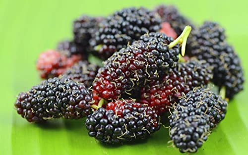 Gelso Nero Morus Nigra pianta da frutta in vaso ø19 cm h. 150/200 cm - FOTO REALI Vivaio di Castelletto