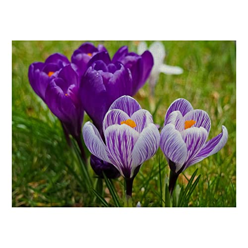 Sets de table 32x42 cm fleurs lavables antidérapants WXKAGF pour table de cuisine