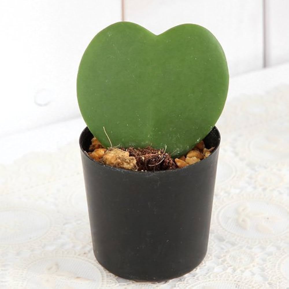 その他観葉植物 KIRARI パキラ | 観葉植物の通販ならHitoHana（ひとはな）