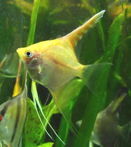 3 Pack - Gold Angelfish Live Freshwater Aquarium Fish