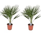 2er Set Zwergpalme Chamaerops humilis 70-90 cm – Winterharte Kübelpflanze, kältetolerant, mediterrane Garten- & Terrassenpflanze, pflegeleicht, immergrün, ideal für Balkon & Terrasse