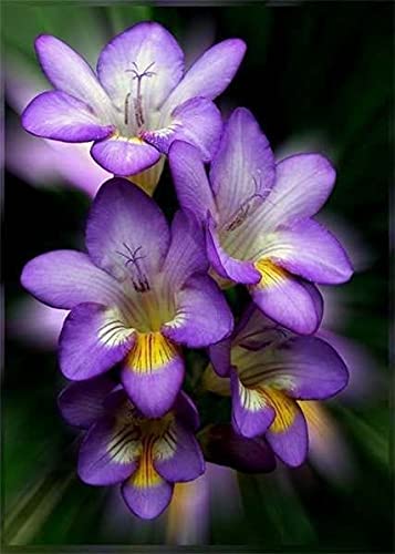 Radha Krishna Agriculture Imported Variety Freesia Flower Bulbs All Season Flower Bulbs for Pot & Home Garden Pack of 4 Flower Bulbs (B097Q97DNQ) Amazon Price History, Amazon Price Tracker