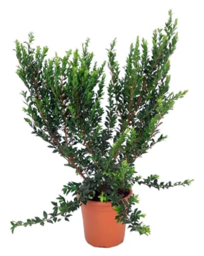 Planta natural Myrtus Communis, 30-40 cm. Mirto común, Mirta. Arbusto perenne con hojas aromáticas. Segura Garden.