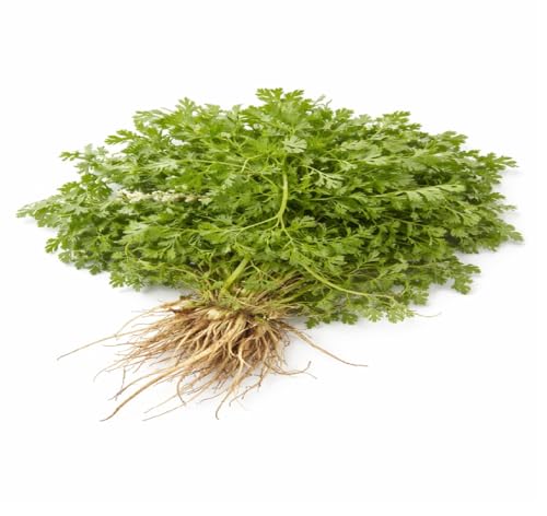 Image of Fresh Coriander Leaves (Local /Nati /Desi) 100g