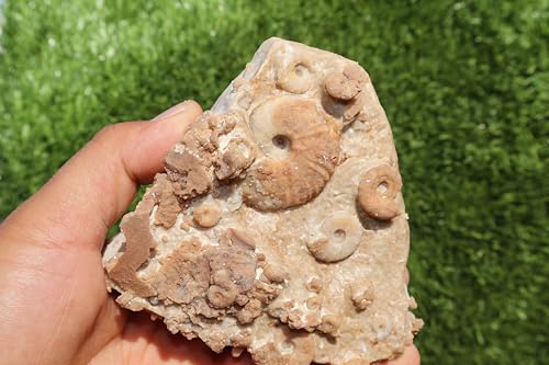 Image of Douvilleiceras & Gastropods Plate Cretaceous Fossils Fossils from Morocco Fossil Rock ammonites Fossil A119