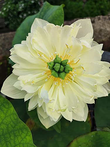 Image of G0 GREEN - Lotus plant yellow pror pink hybrid lotus tuber (RHIZOME), LIVE LOTUS PLANT, BIG LOTUS, FLOWER SURELY BLOOMING WITHIN 25 DAYS