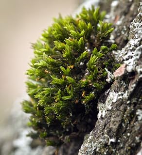 NATURAME SHEET MOSS LIVE 2x2inch used for making terrariums and bonsai gardens and buddha gardens, rock terrariums, reptile vivariums, paludariums (B0CSWJTXQH) Amazon Price History, Amazon Price Tracker
