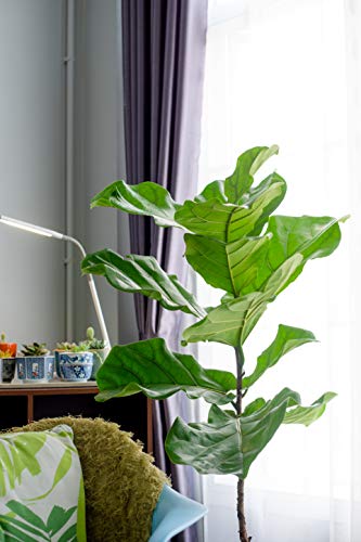 Fiddle Leaf Fig Tree Fertilizer (16 oz) Ficus Plant Food | Improves Leaves and Branches | Potted Indoor Trees/House Plants Treatment by Aquatic Arts - Thumbnail 5