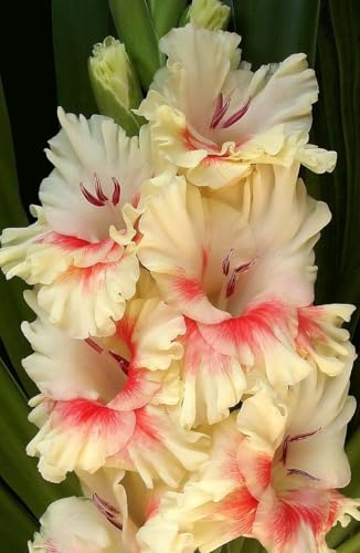 Radha Krishna Agriculture® Gladiolus Flower Bulbs All session Imported Vearty for Home and Gardening Pack of 5 bulbs (PEACH WITH YELLOW)