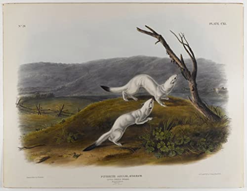 Tableaux Graffiti Art Mural : Affiche La petite belette agile Audubon 60x90cm