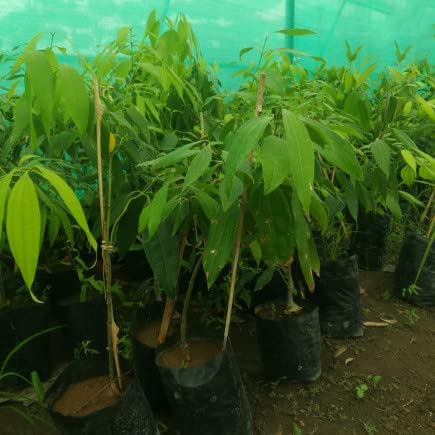 Tej Patta Plant Live Pack Of 1 Tej Patta Plant Height 1.5-2 FT (B0BZFJJPMB) Amazon Price History, Amazon Price Tracker