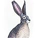 Safari Ltd. American Desert Hare Figurine - Detailed 3