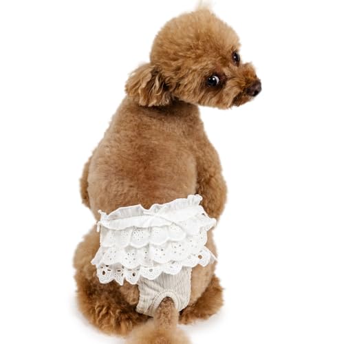 ybgp_CX   H [X t Tj^[pc R hL ^ yQl SS gCv[h ps (`5kg) ybgp_CXcX72XܓWJ2025/10/1_z