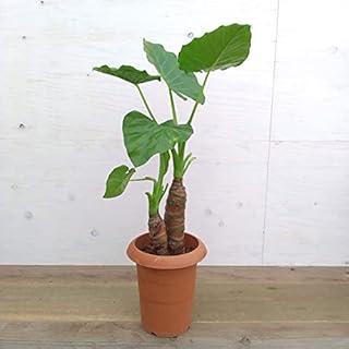 Amazon Co Jp クワズイモ 観葉植物