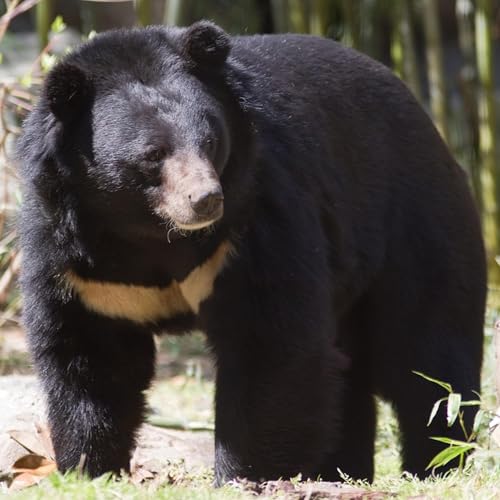 Japan's bear attacks: we unravel what's going on