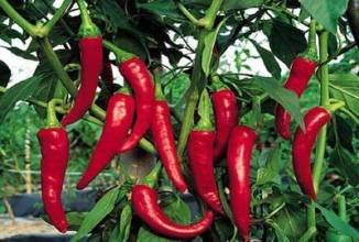 CRTGW 200 pc, Mondi più Caldi Semi di Pepe, 8 Mondi Hottest Pepper, Rare Semi Peperoncino, più misterioso Dono 1
