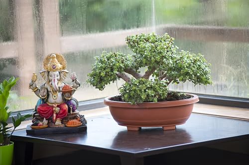 Image of Harshdeep Bonsai Planter 16 Inch - Oval - Indoor Outdoor Home Living Room Balcony Decorative Plastic Flower Pots Set of 2 (White)