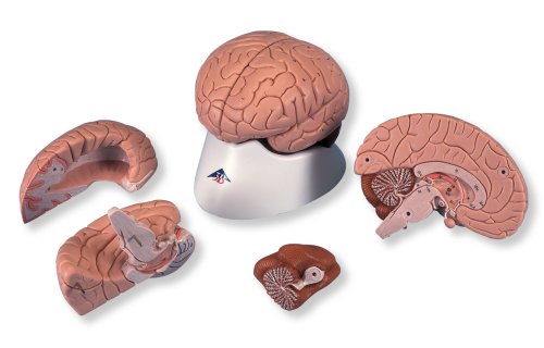3B ScientificAMERICAN C16 Brain Model, 4 Part, 14 cm L x 14 cm W x 17.5 cm H