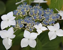 lacecap hydrangea (Hydrangea macrophylla Lanarth White)