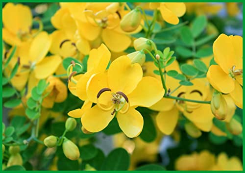 naturals avarampoo powder  senna auriculata  awala  tarwar tanners cassia  tagedu  avaram - 200g7 oz