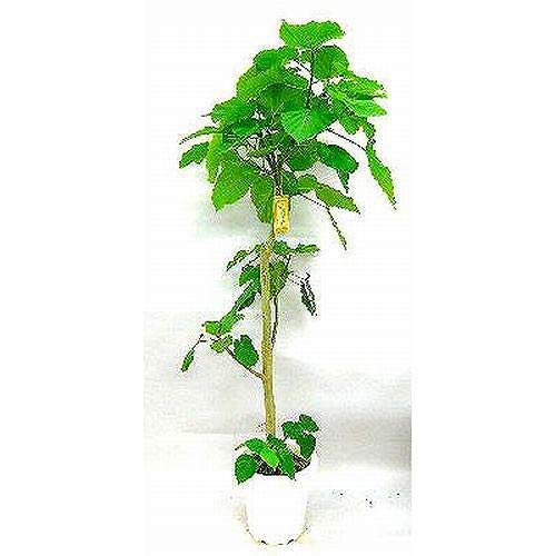 Amazon.co.jp: プランツネット(Plants Net) 観葉植物 フィカス