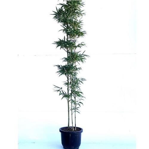 Amazon.co.jp: クロチク 高さ1.8m前後 30cm鉢 【 単 品 】 くろちく