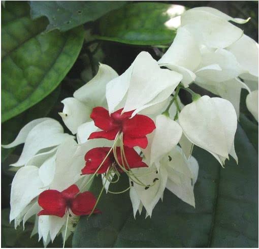 GREEN LINE Bleeding Heart Plant Clerodandrum Thomsoniae Live Plant White-Red Flowers (Pack of 1) (B0BHKV7BBN) Amazon Price History, Amazon Price Tracker