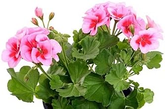 Amazon ゼラニウムの種 ランドスケープフラワー チャーミングな香り エレガントな香り 100 個 花