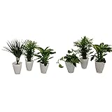 Dominik Blumen und Pflanzen, Fresh-Air-Trio, Dracena Marginata, Zimmerpalme mit Dieffenbachia und Dekotopf, weiß &, Tropic-Trio, Efeutute Zimmerpalme mit Dieffenbachia und Dekotopf, weiß