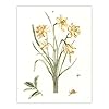 Artery8 Five Daffodils Vintage Illustration By Johan Teyler Framed Wall Art Print A4 : Springtime cluster study artwork with gentle light; fresh accent for hallway or living room #2