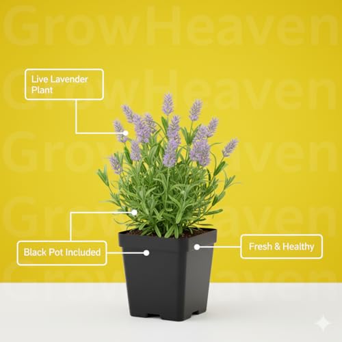 Image of Rare & Beautiful Lavender Live Plant for Home Gardening | Healthy Aromatic Flowering Plant for Indoor Outdoor Balcony & Rooftop (Pack of 1)