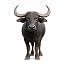 Buffalo