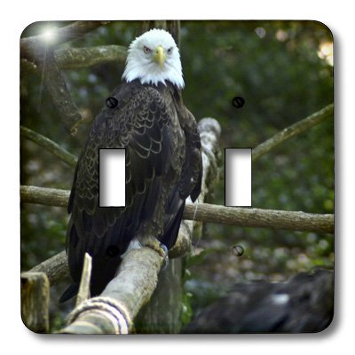 Bald Eagle interrupteur à bascule 3dRose lsp_53642_2 décoratif pour plaque murale - 4