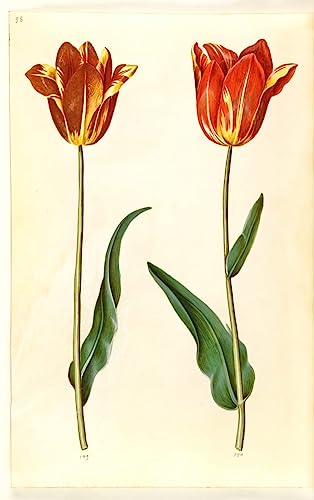 Toile botanique Tulipa Gesneriana Holtzbecker pour habiller un mur vide de bureau