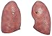 Axis Scientific 3/4 Life-Size Human Lung and Respiratory System Model - 7 Removable Parts Includes 2-Part Heart, Detachable Larynx, and Full Color Product Manual