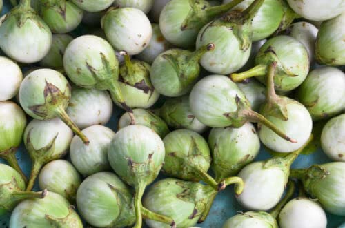 SEMI La melanzana africana è una sensazione nel mondo vegetale!