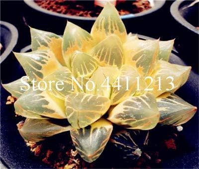 Amazon 100個100 本物のミックスリトープ盆栽多肉植物珍しい植物 盆栽有機植物ホームガーデンの自然成長 6 観葉植物 オンライン通販