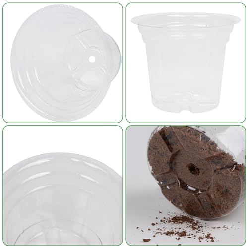 winemana Bandeja inicial de sementes de 10 cm para sementes de alface de ervas vegetais, vasos de pl