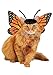 California Costumes Pet Butterfly Dog Costume