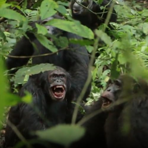 Aparici en &Oacute;rbita s08e32: Una "guerra civil" divide a un grupo de chimpanc&eacute;s en Uganda
