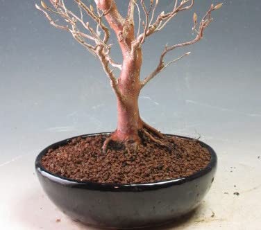Amazon | ミニ盆栽 ヒメシャラ(10002940)【現品】 | ヴェール