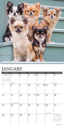 Just Chihuahuas 2024 12 X 12 Wall Calendar