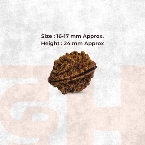 Image of Divine Hindu Original 2 Mukhi (Two Face) Indonesia Rudraksha | Do Mukhi Rudraksh Bead for Meditation, Protection & Spiritual Growth | Natural Rudraksha for Men & Women | Prayer Bead for Success